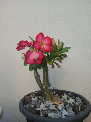 Planta Rosa do Deserto 
