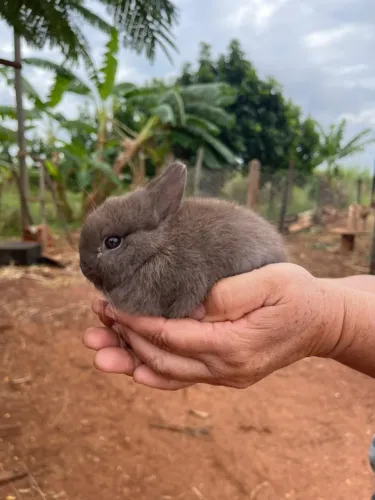 Mini Coelho Holandeses - Netherland Dwarf