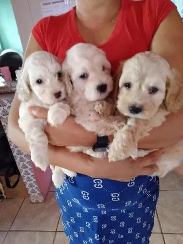 Vendo filhotes de cachorro poodle ? toy N:01