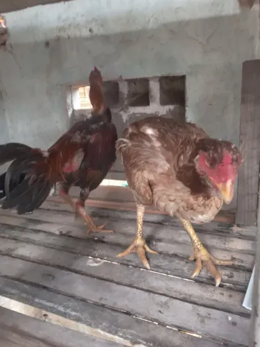 Galo é galinha de raça