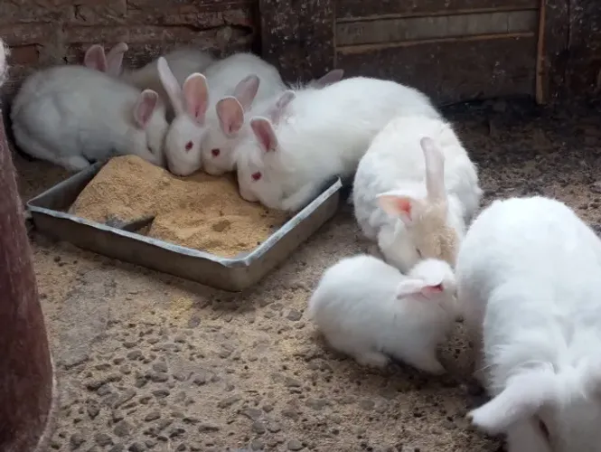 Coelhos 