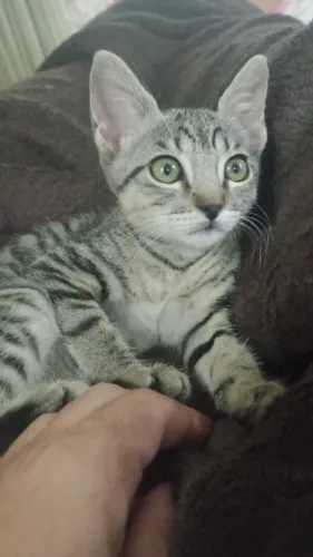 Gatinha fêmea 