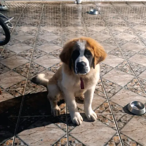 São Bernardo, 4 meses.