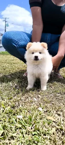 Chow Chow
