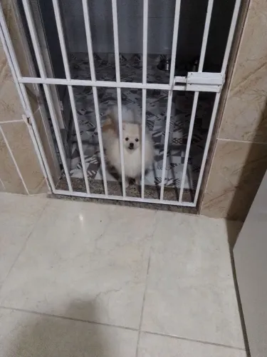Lulu dapomerania bem pequena