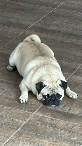 Doação de cachorro