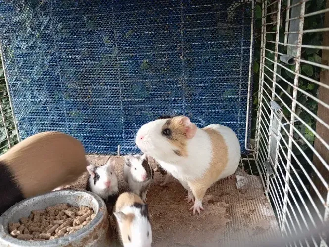 Porquinho da índia