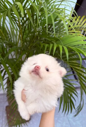 Filhote de spitz alemão