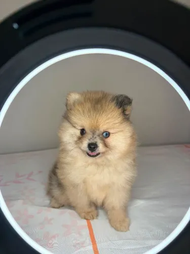 Filhote Fêmea Spitz Alemão Lulu da Pomerânia 