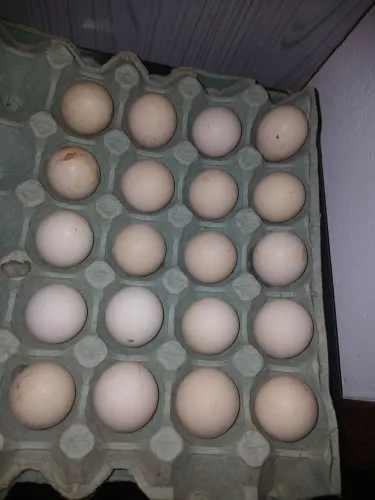 Ovos Galados de Galinhas Garnizé Sebright e Nagazaki.