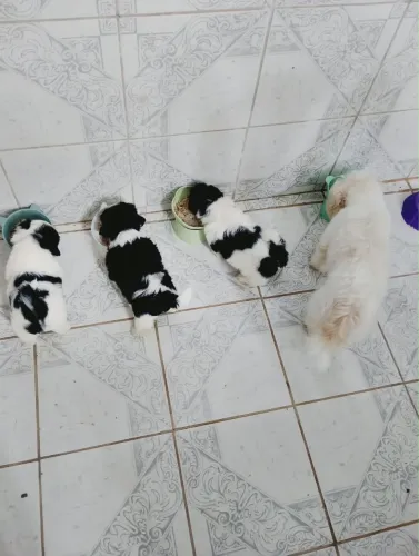 Vende-se filhote de Shih tzu 1.300