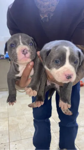 Vende se filhote de pitbull