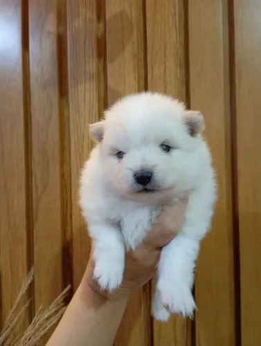 Filhote Fêmea de Spitz Alemão (Lulu da Pomerânia)