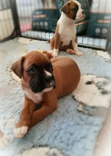 ? Um pet é pura alegria.