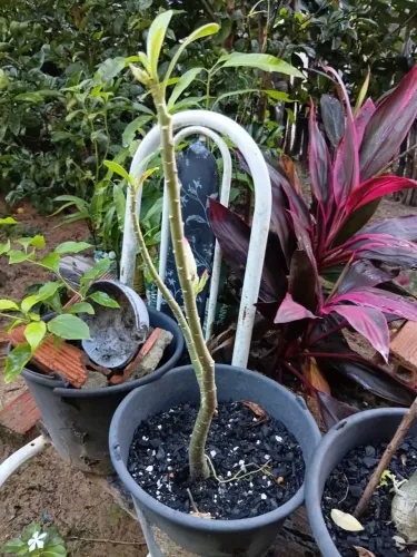 Rosa do deserto 