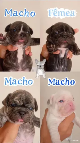 ? Filhotes Buldogue Francês Disponíveis para reserva?