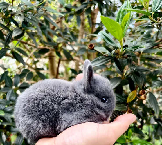 Mini Coelho Netherland Dwarf 