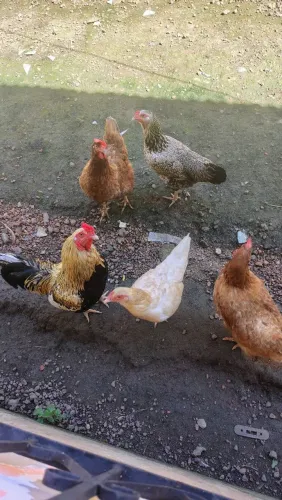 Lote de Galinhas e Galo Caipiras Rústicos - Ideais para Quintal e Postura