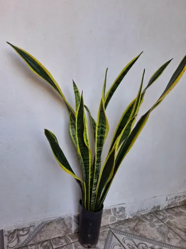Plantas