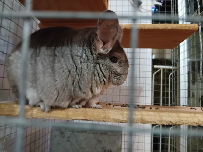 Vendo Chinchila Heterobege