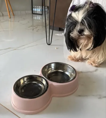 Comedouro é bebedouro Pet em aço inox
