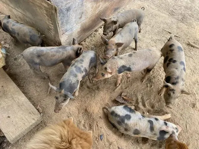 Doação de filhote de porco 