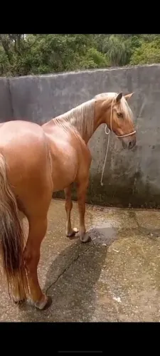 Cavalo ?
