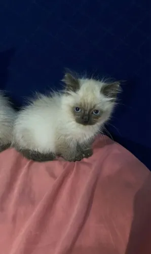 Lindas fêmeas de siamês pelo longo. 