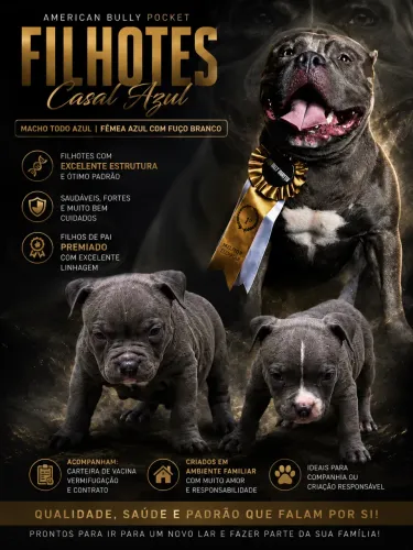 ? AMERICAN BULLY MACHO E FÊMEA DISPONÍVEIS ? ? Blue?