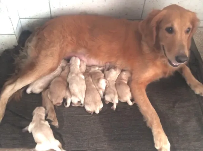 Filhotes de Golden Retriever- São Luís (MA)
