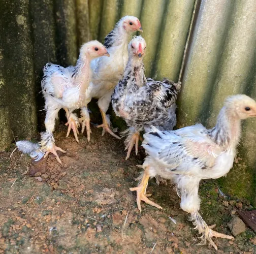 Pintos Gsb E Brahma dark 