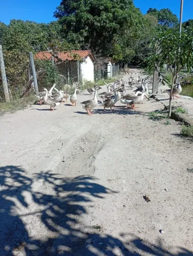 GANSO AFRICANO - CASAL