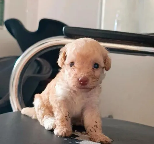 POODLE TOYZINHA CARAMELO FÊMEA  VALOR R$ 1200. 