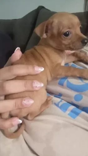 Vendo filhote de Pinsher Fêmea