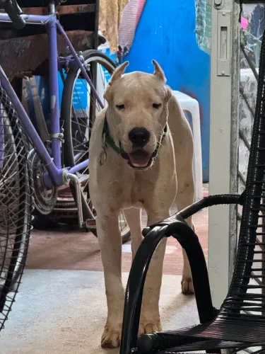 Dogo Argentino 