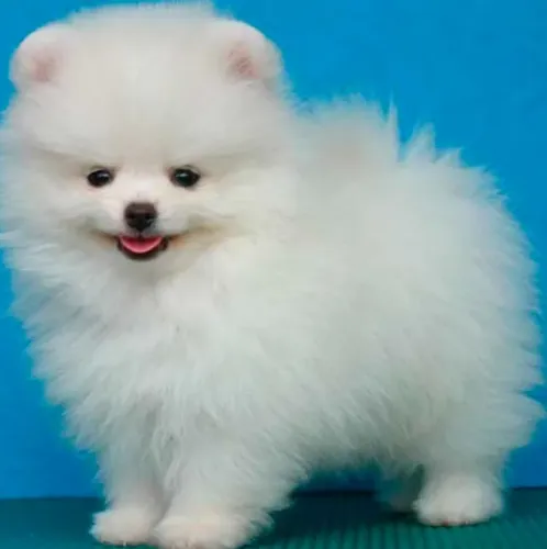 Spitz alemao anao branco