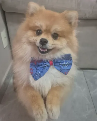 Lulu da Pomerania disponivel para cruza