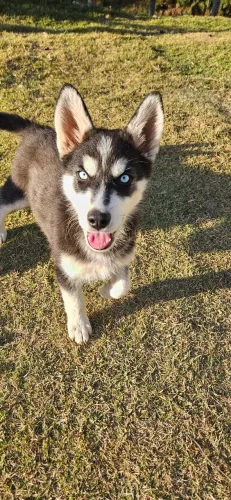 Husky siberiano 