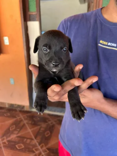 Vendo filhote de American bulle com pit Bull 