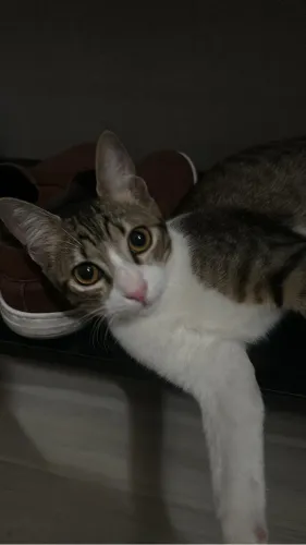 DOAÇÃO DE GATO