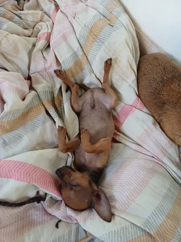 Pinscher