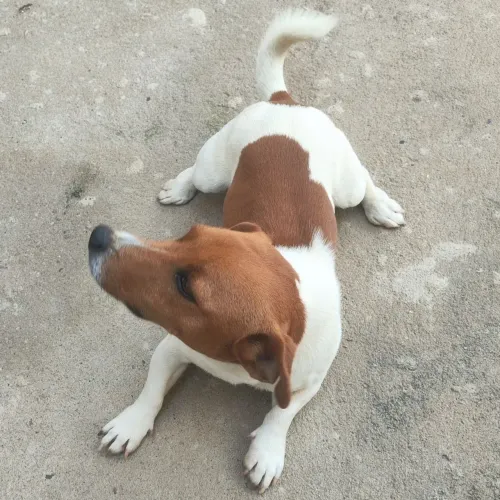 Filhote Jack Russell Terrier com pedigree