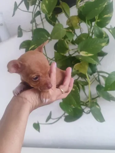 Miniatura  filhote caramelo um verdadeiro chaveirinho! 