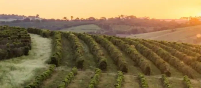 Fazenda 2 .000 Hectares /pra Cultivo café em Minas Gerais!!!