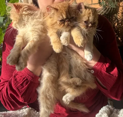 Filhotes gato Persa