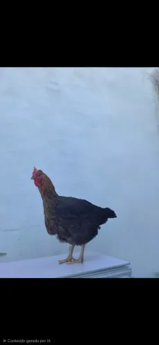 Galinha gsb
