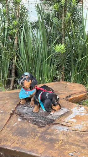 Filhotes Dachshund Salsichinhas