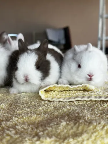 Mini Coelho Netherland Dwarf