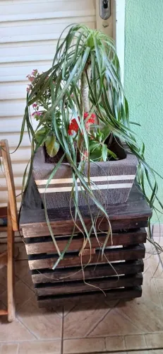 vaso de planta pata de elefante, acompanha suporte como na foto