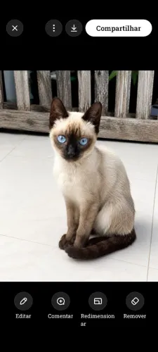 Gatinha siamesa p adoção responsável 